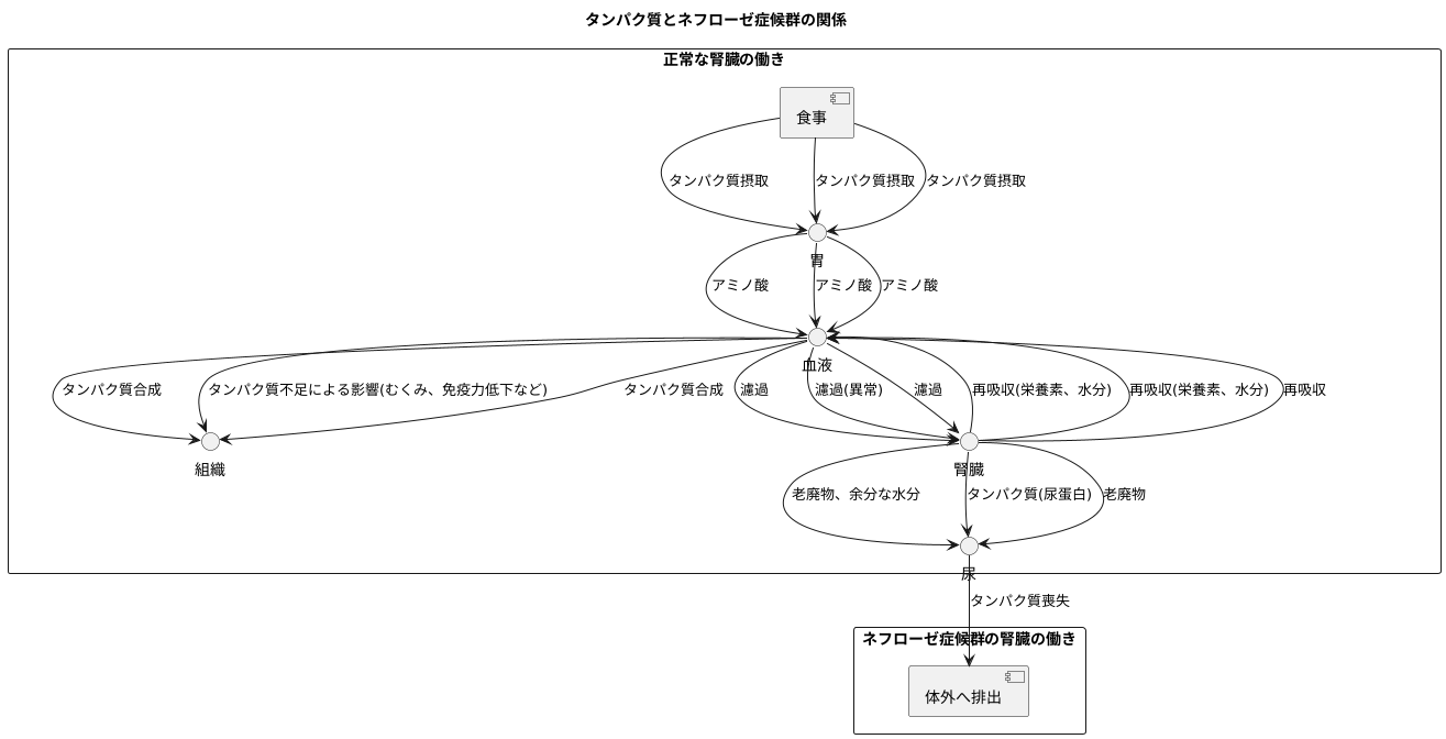 タンパク質の役割と漏れ出す現象
