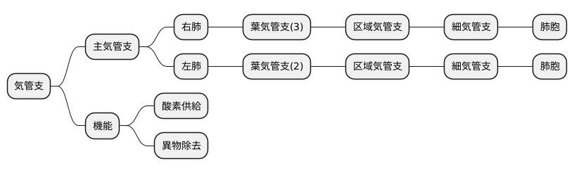 気管支の構造