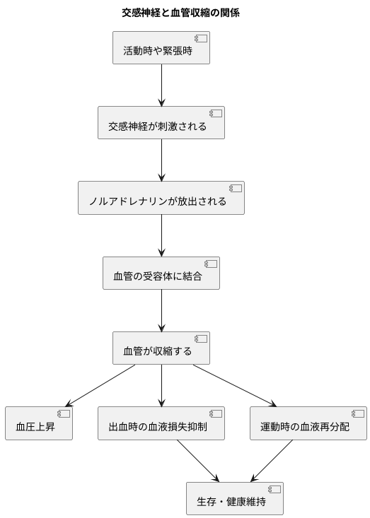 血管の収縮：交感神経の働き