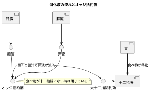 消化器系の重要な一部
